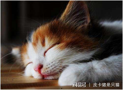 娱乐吃瓜酱猫咪,娱乐吃瓜酱猫咪的趣味日常